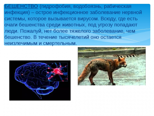 Бешенство это. Проявление бешенства (гетеротропия).. Бешенство зоонозная инфекция. Вирус бешенства у животных. Вторая стадия бешенства.