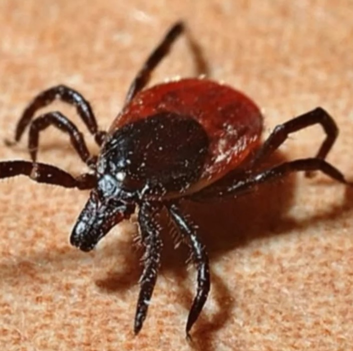 ПРОФИЛАКТИКА КЛЕЩЕВОГО ЭНЦЕФАЛИТА