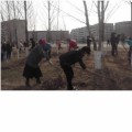 В рамках программы благоустройства и санитарной  очистки города.